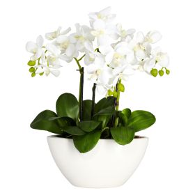 Phalaenopsis w/White Vase